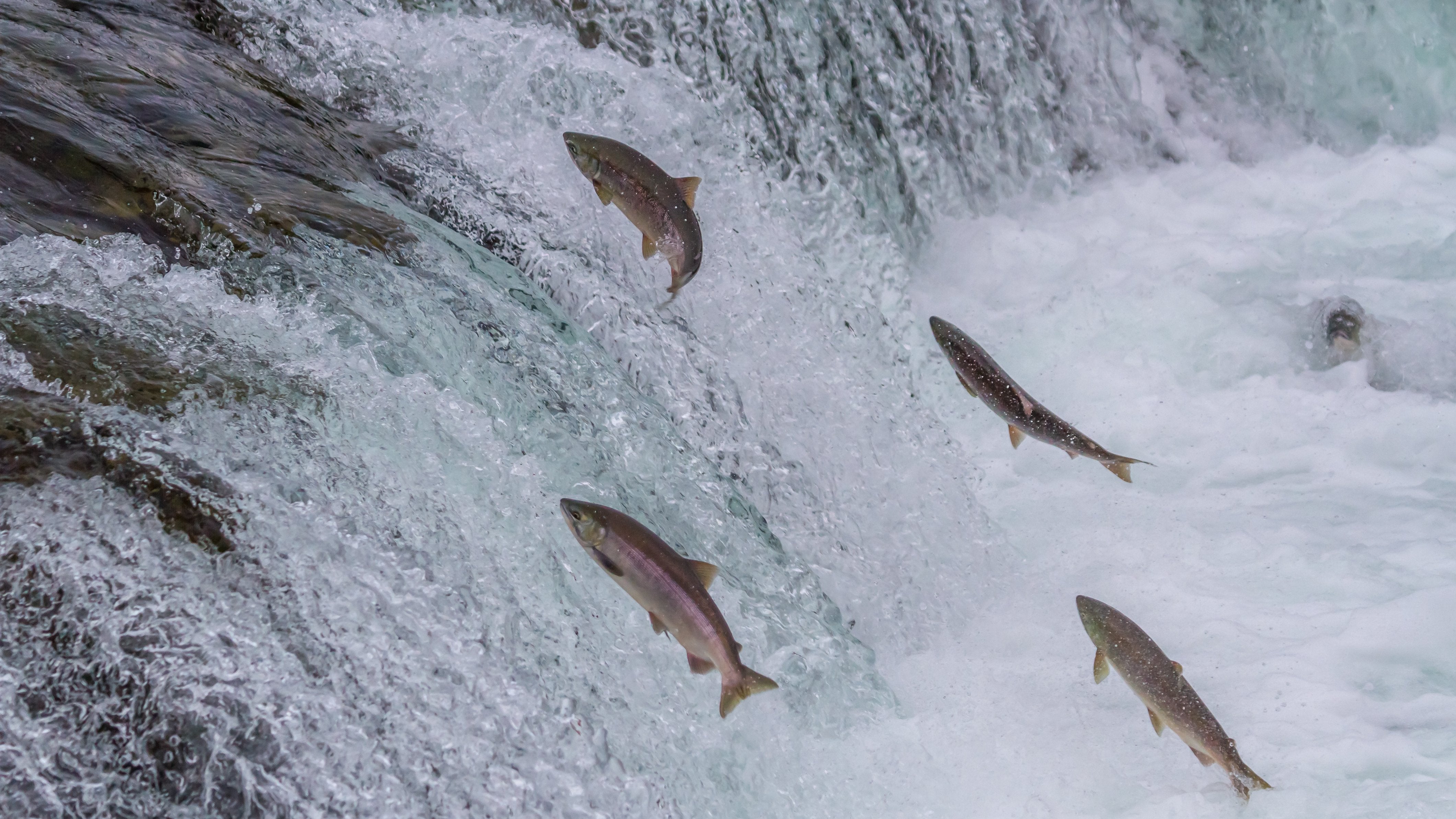 Wild Caught Fish & Seaweed – Earth-raised & Wild
